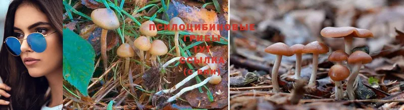 Галлюциногенные грибы Magic Shrooms  Заводоуковск 